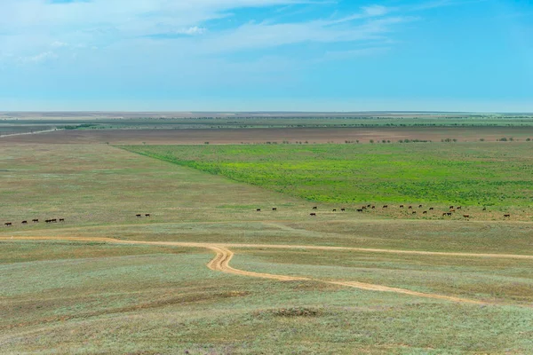 Endless Green Fields Pastures Top View Ukrainian Landscape Animal Husbandry —  Fotos de Stock
