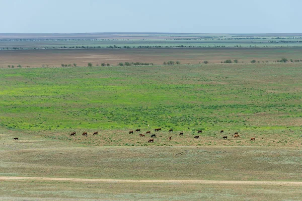 Endless Green Fields Pastures Top View Ukrainian Landscape Animal Husbandry —  Fotos de Stock
