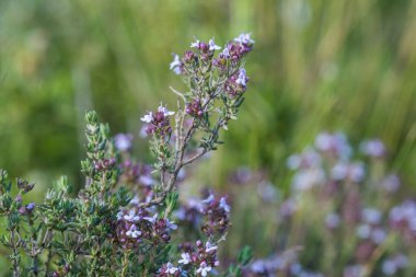 Thymus Serpillum bitkisi. Kekik vahşi doğada leylak çiçekleriyle açar.