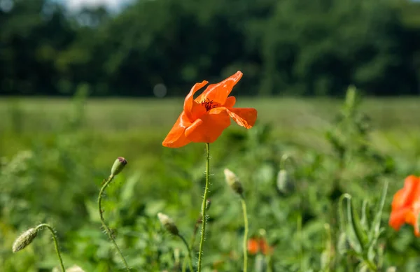 Beautiful Poppy Flowers Field Summer Landscape — Fotografia de Stock