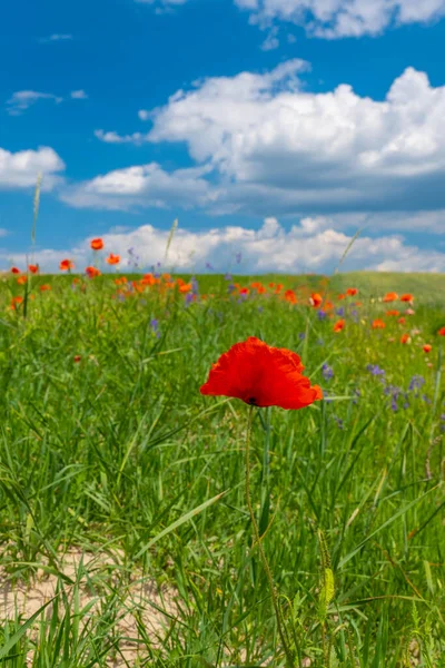 Mooie Papaver Bloemen Het Veld Tegen Lucht — Stockfoto