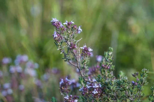 Planta Thymus Serpyllum Tomilho Floresce Com Flores Lilás Natureza — Fotografia de Stock
