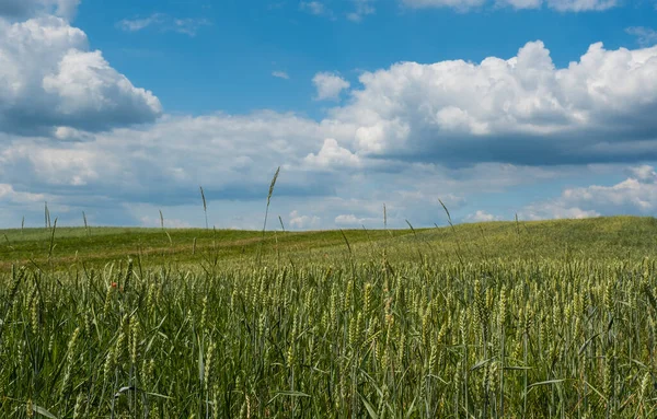 Farm Field Growing Green Winter Wheat Growing Wheat Sprouts Closeup — Foto de Stock