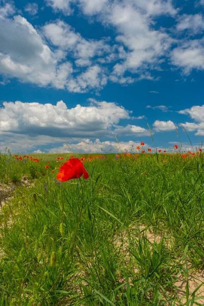 Schöne Mohnblumen Auf Dem Feld Gegen Den Himmel — Stockfoto