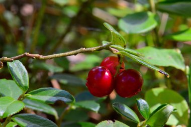 Yeşil saplı ormanda olgun kırmızı kızılcıklar. Sığ alan derinliği