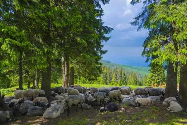 Schapen Een Weiland Bergen Veestapel — Stockfoto