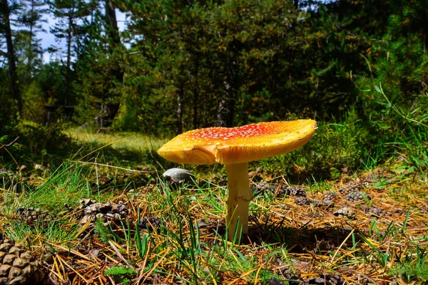 Beautiful Wild Mushroom Amanita Green Meadow Dense Multicolored Forest Mountains - Stock-foto