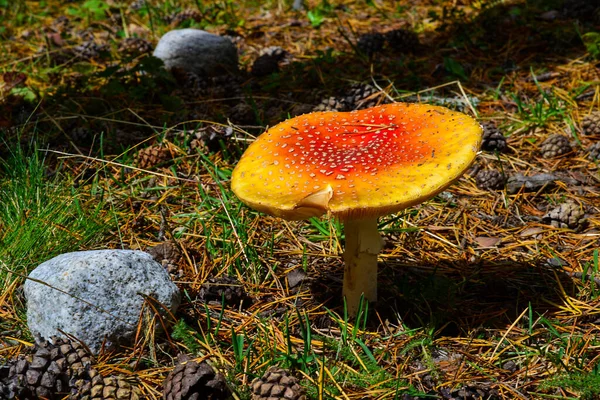 Beautiful Wild Mushroom Amanita Green Forest Mountains Autumn Time — 图库照片