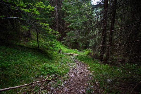 Straße Kiefernwald Karpaten — Stockfoto