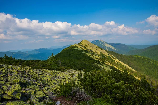 Kolorowy Naturalny Letni Krajobraz Karpatach Krajobraz Letnich Gór Tapetę Karpaty — Zdjęcie stockowe