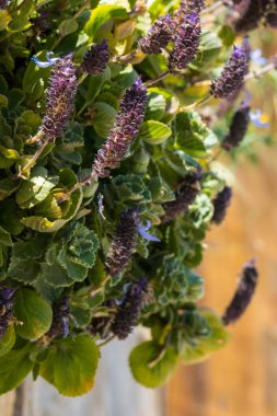 Bencilliğin Çiçekleri (Prunella vulgaris)