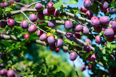 Meyve bahçesindeki bir ağaç dalında olgunlaşmış erikler. Organik çiftlik ya da ev bahçesi