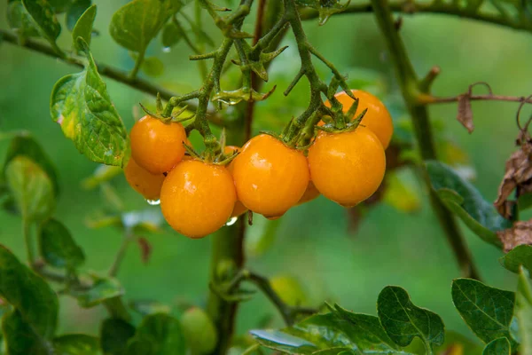 Planta Tomate Madura Crescendo Estufa Bando Fresco Tomates Naturais Amarelos — Fotografia de Stock