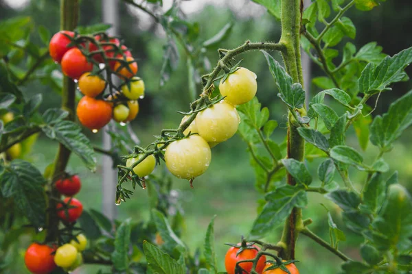 Pomodori Sulla Vite Vari Stati Maturazione Colori Che Vanno Dal — Foto Stock