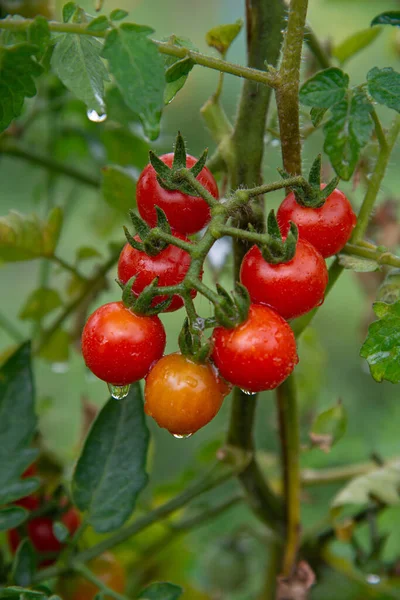 Tasty ripe cherry tomatoes on a vine a home garden
