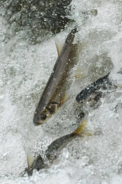 Nehrin üzerinden atlayan balıklar. Hayvanlar ve vahşi yaşam