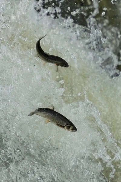 Fish jumping over the river. Animals and wildlife