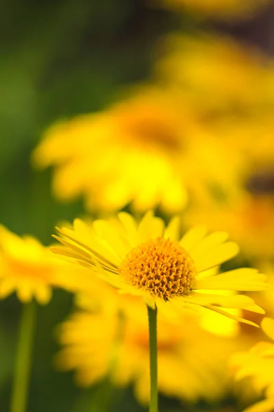 Yellow Flowering Daisies Summer Garden Floral Background — Foto de Stock