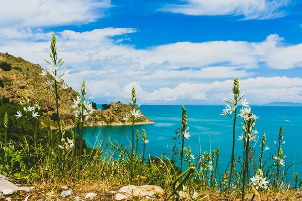 Beautiful Seascape Flowers Grass Foreground — Stock fotografie