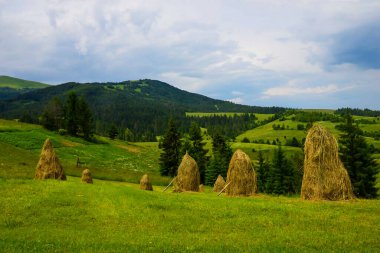 Çayır tepesindeki saman yığınları, ön planda. Yeşil çayırlarda saman yığınları olan İdilik Karpatlar yaz manzarası