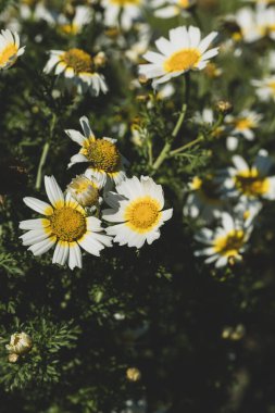 Beyaz çiçekli papatyalar, yaz bahçesi. Çiçek arka planı
