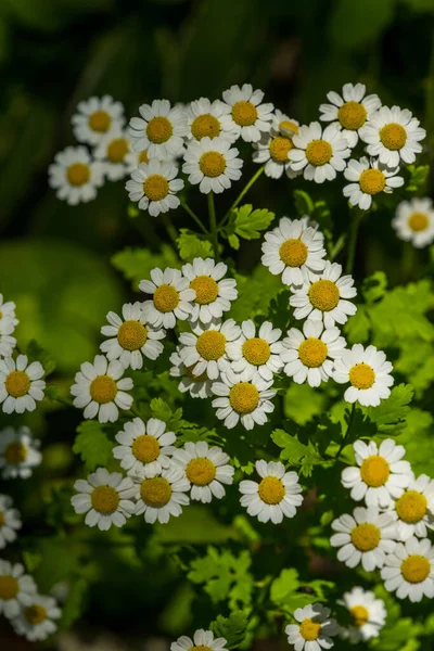 White Flowering Daisies Summer Garden Floral Background — 스톡 사진