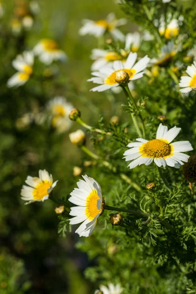 White Flowering Daisies Summer Garden Floral Background — Foto de Stock