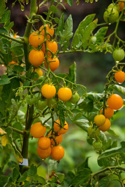 Reife Tomatenpflanze Wächst Heimischen Garten Frischer Bund Gelber Natürlicher Tomaten — Stockfoto