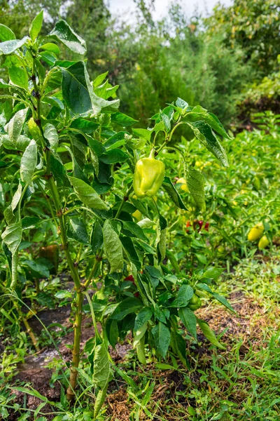 Peperone Verde Giovane Cresce Giardino Casa Piante Pepe Bulgaro Alimentazione — Foto Stock