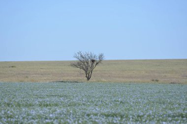 Bir keten tarlası ve yapayalnız bir ağacı olan yaz manzarası.