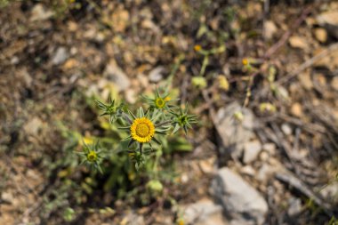 Çiçekli papatyalar, yaz bahçesi. Çiçek arka planı