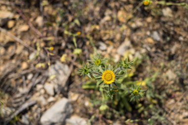 Çiçekli papatyalar, yaz bahçesi. Çiçek arka planı