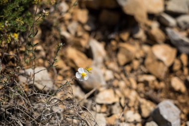 Dağ manzarası. Kayalık arazide dağ çiçekleri, Katalonya 'da yaz mevsimi