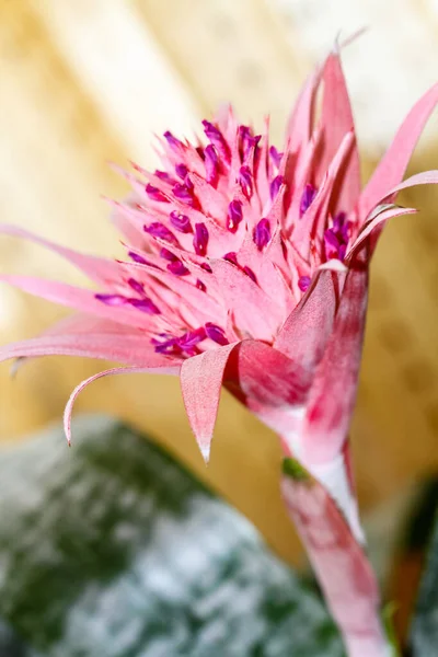 Aechmea Fasciata Flower Species Flowering Plant Bromeliaceae Family Selective Focus — Stockfoto