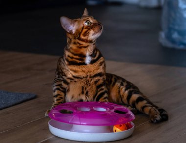Bengal cat with cat toy. Pet care