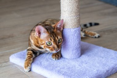Bengal kitten playing on the cat scratching posts