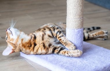 Bengal kitten playing on the cat scratching posts