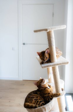 Bengal kitten playing on the cat scratching posts