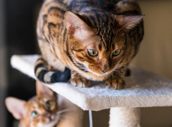 Domestic Bengal Cats Tower Cats — 스톡 사진