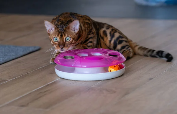 Bengal cat with cat toy. Pet care