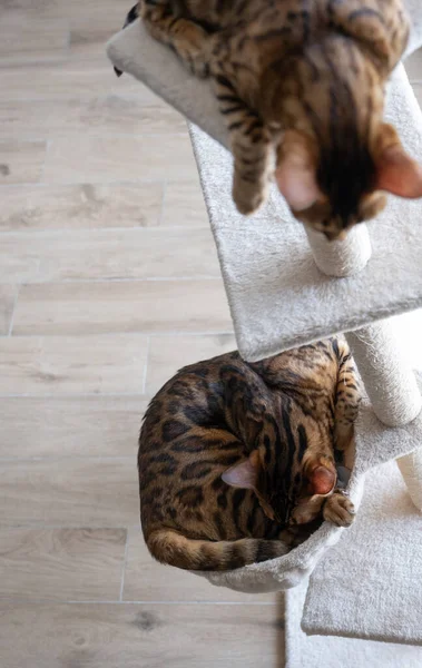 Bengal Kitten Playing Cat Scratching Posts — Stock fotografie