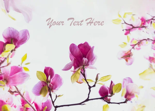 Pink Magnolia Flower White Background Magnolia Blossom Spring Nature Copy — 스톡 사진