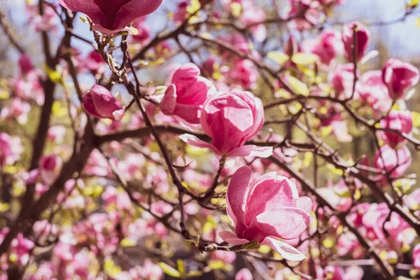 Close Van Lente Magnolia Bloemen Als Achtergrond Prachtige Magnolia Boom — Stockfoto