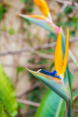 Strelitzia, cennet kuşu, ya da zambak turna kuşu. Çiçek arkaplan. Evde bahçe işleri.