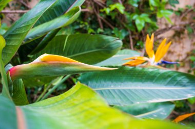 Strelitzia, cennet kuşu, ya da zambak turnası, yaklaş. Çiçek arkaplan. Evde bahçe işleri.