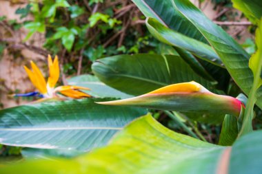 Strelitzia, cennet kuşu, ya da zambak turnası, yaklaş. Çiçek arkaplan. Evde bahçe işleri.