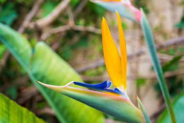 Strelitzia, cennet kuşu, ya da zambak turnası, yaklaş. Çiçek arkaplan. Evde bahçe işleri.