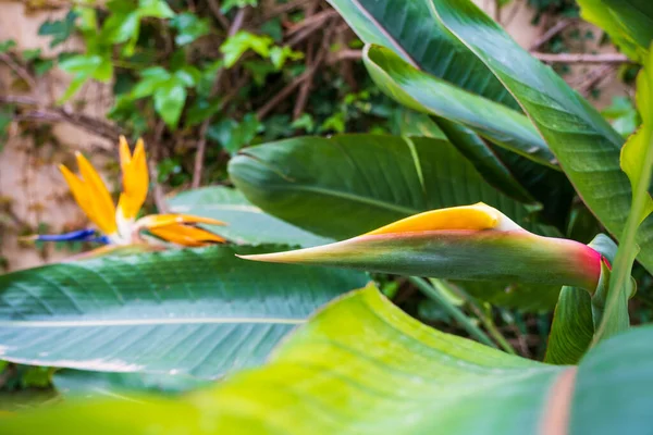 Strelitzia Paradijsvogel Kraanlelie Van Dichtbij Bloemen Achtergrond Tuinieren — Stockfoto