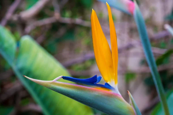 Strelitzia Bird Paradise Crane Lily Close Floral Background Home Gardening — Fotografia de Stock