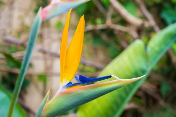 Strelitzia Bird Paradise Crane Lily Close Floral Background Home Gardening — Stok fotoğraf